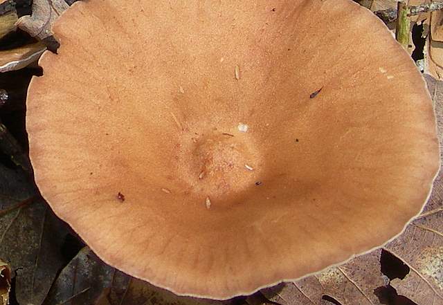 I  Funghi  della  faggeta  calcarea